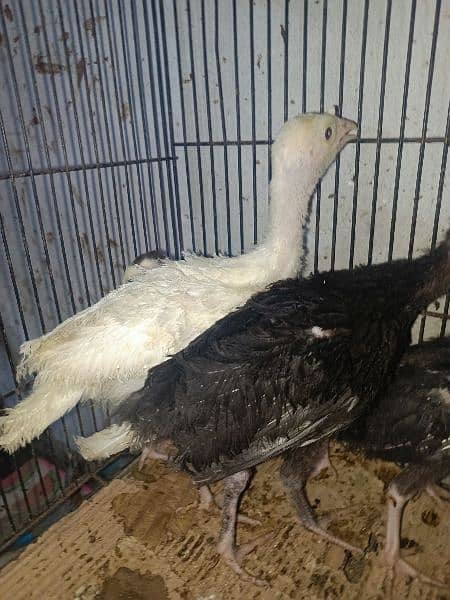 Turkey Chicks for sale 1