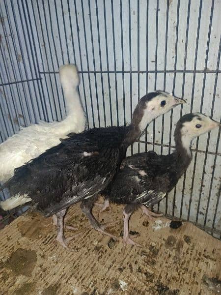 Turkey Chicks for sale 3