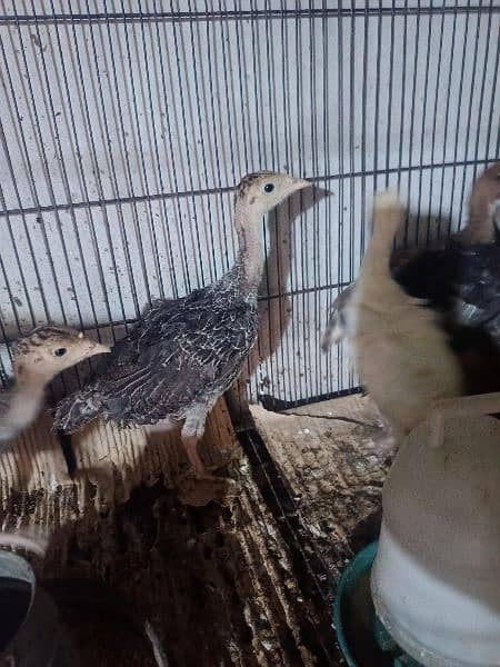 Turkey Chicks for sale 5