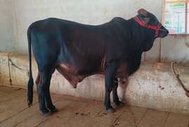 Bull for Qurbani