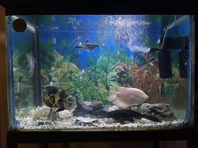 Tiger oscer and Gaint Gourami