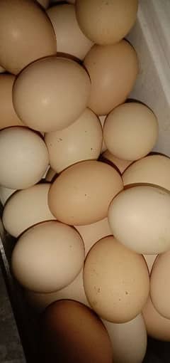 Egg's