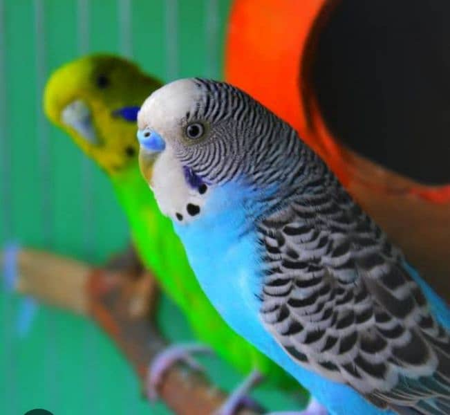 Australia parrot for sale 1