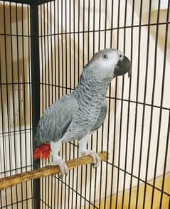 African Grey Male 1 Year For Sale