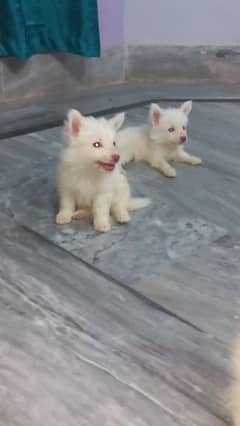 Russian spitz pink nose puppies
