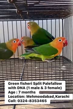 Green Fisher/Palefallow