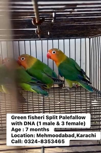 Green Fisher/Palefallow 1