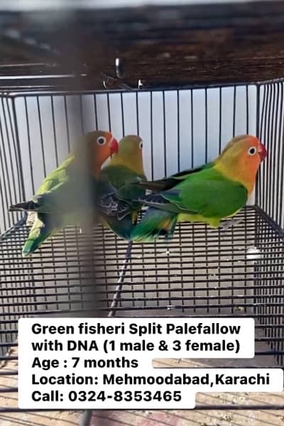 Green Fisher/Palefallow 2