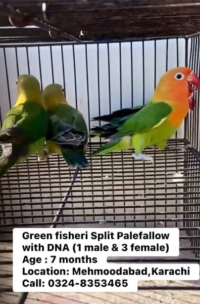 Green Fisher/Palefallow 3