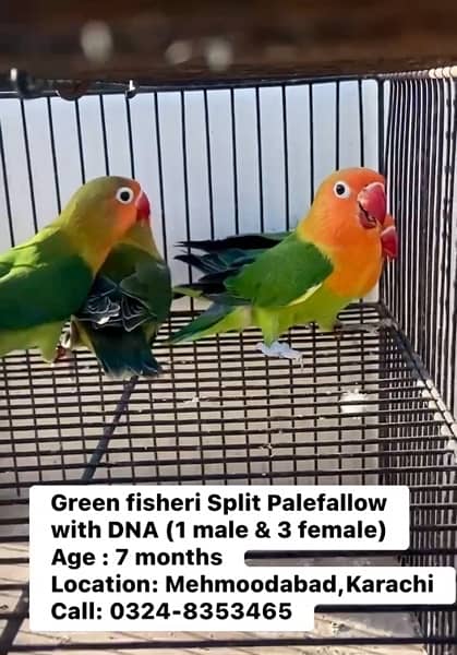 Green Fisher/Palefallow 4