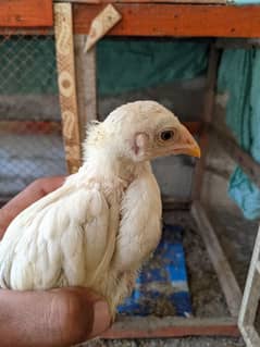 aseel chicks available for sale 0