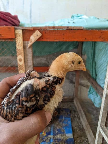 aseel chicks available for sale 1