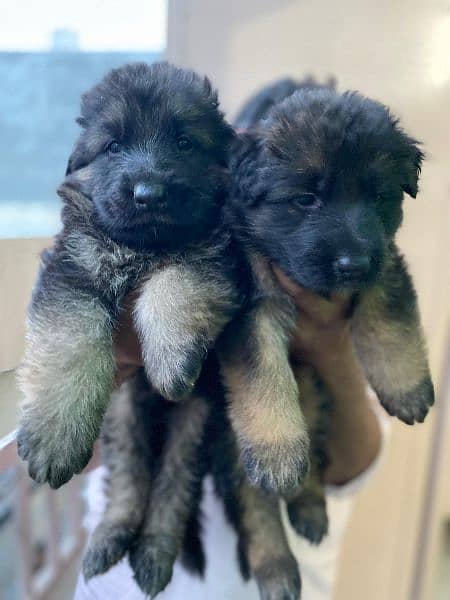 long coed puppies available high quality 1