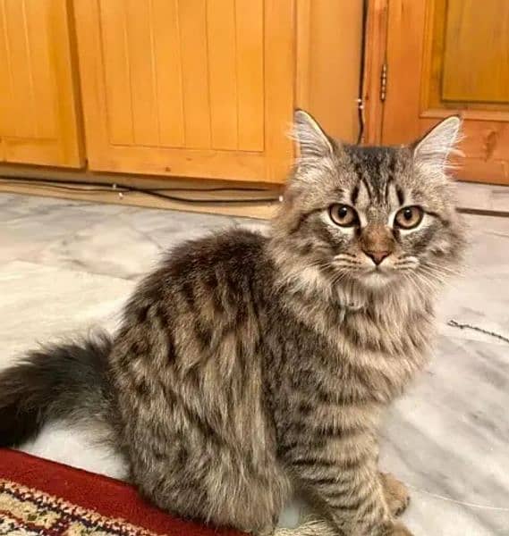 persian male kitten 1