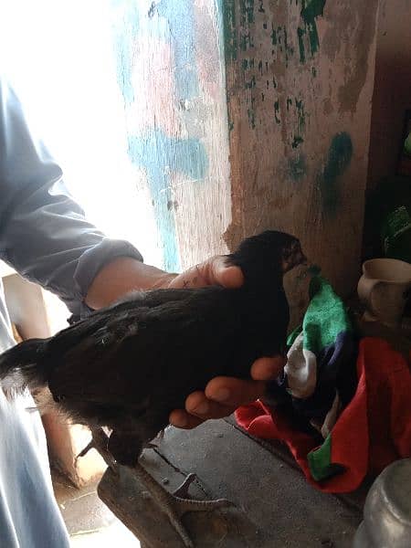 ayam cemani grey tounge female available 4M and breeder paiavailable 0