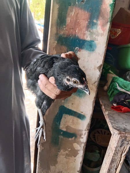 ayam cemani grey tounge female available 4M and breeder paiavailable 1