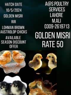 Golden Misri/RIR/Austrolop/Lohman Brown 0