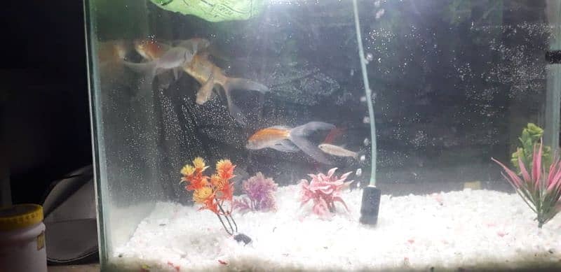 fish aquarium 4