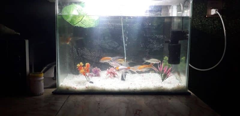 fish aquarium 5