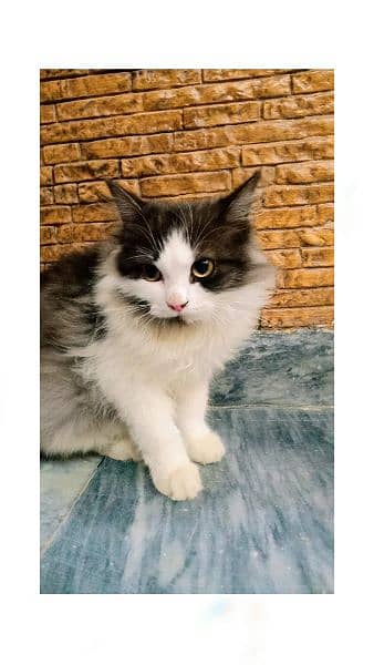 Persian cat for sale Apple face 1