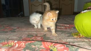 Pure persian triple coat kitten