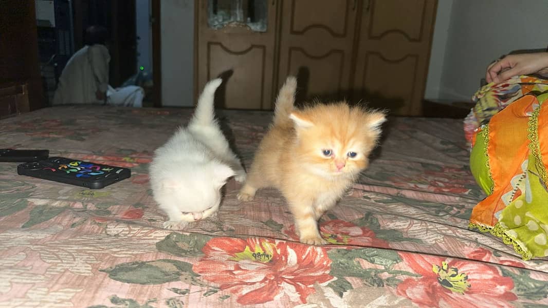Pure persian triple coat kitten 2