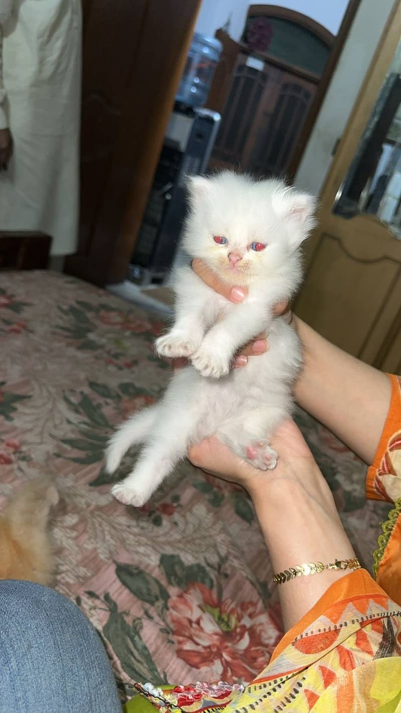 Pure persian triple coat kitten 4