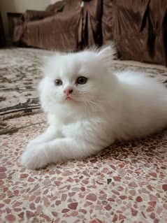 persian kitten tripple coated