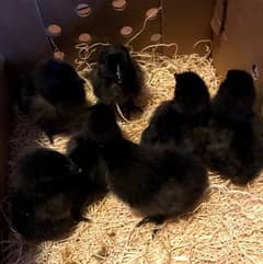 Ayam cemani day old 20 days month old chiks