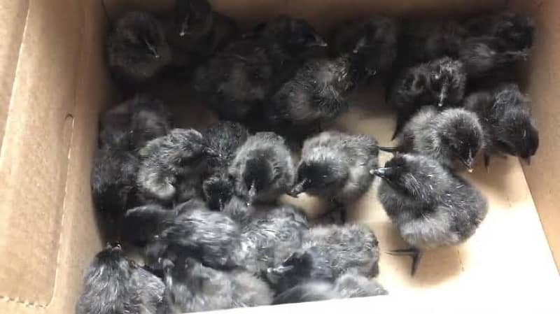 Ayam cemani day old 20 days month old chiks 1