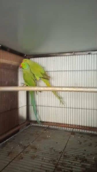 Green parrot 2