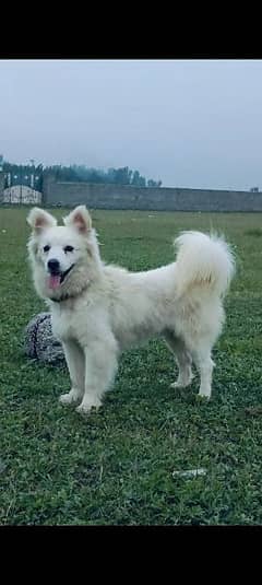 Russian puppy male 8 months for sale