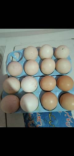 fresh shamo fertile eggs available