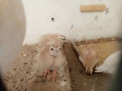 White teetar chicks