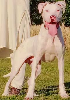 Lapa Gultair male Age 5 month full security guard dog for sale