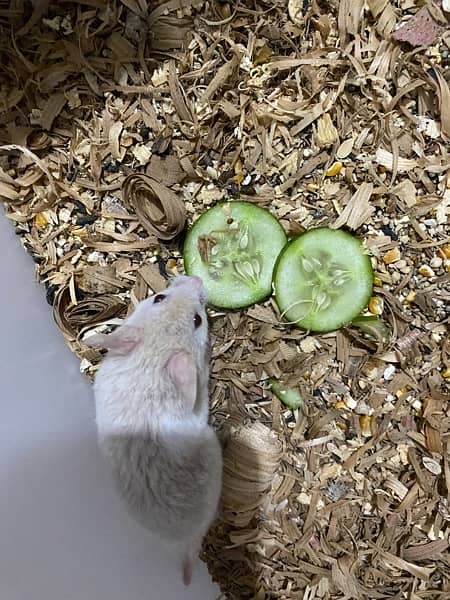 hamster baby 4