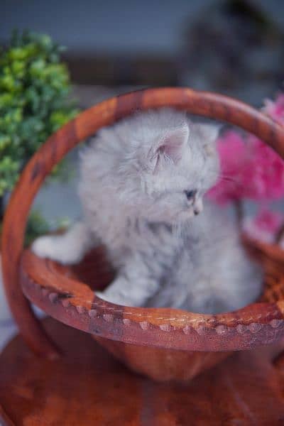 Pure Persian Kitten 1