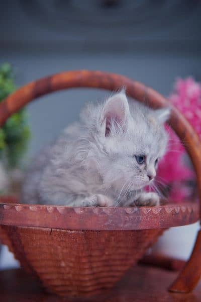 Pure Persian Kitten 2