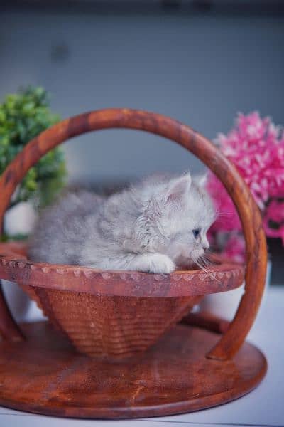 Pure Persian Kitten 3