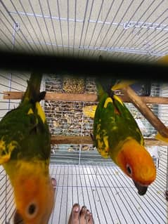 SUN CONURE PAIR WITH DNA