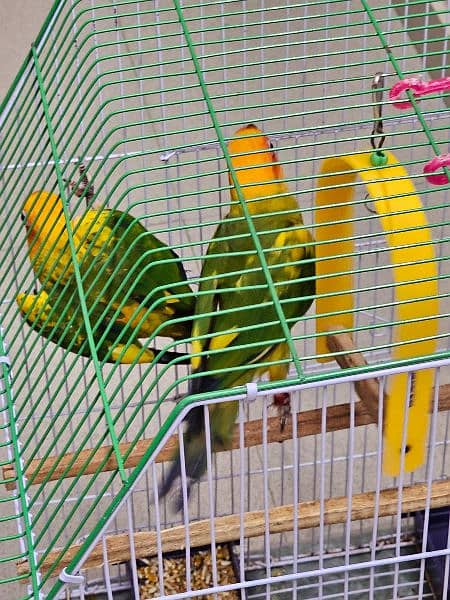 SUN CONURE PAIR WITH DNA 1