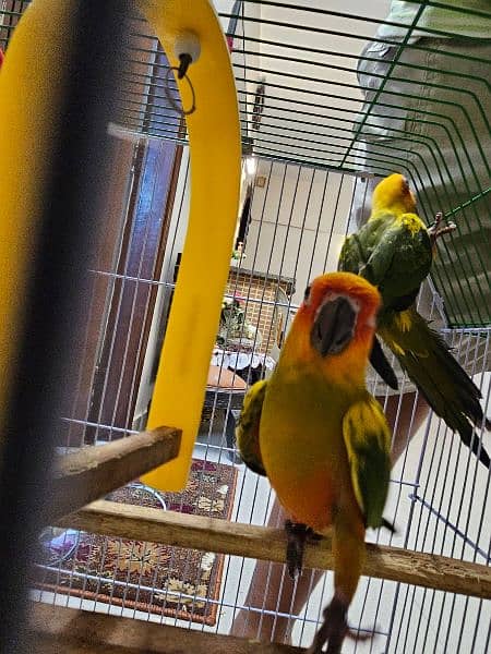 SUN CONURE PAIR WITH DNA 2