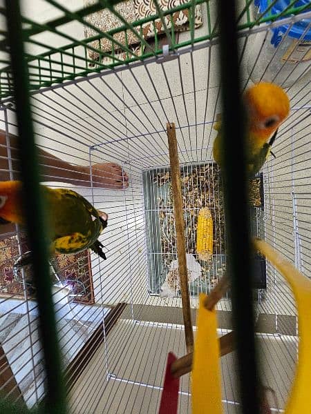 SUN CONURE PAIR WITH DNA 3