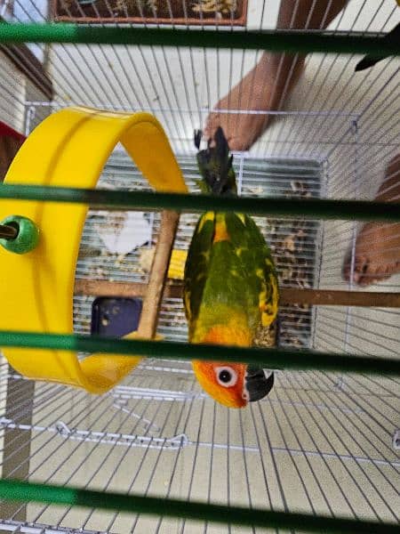 SUN CONURE PAIR WITH DNA 4
