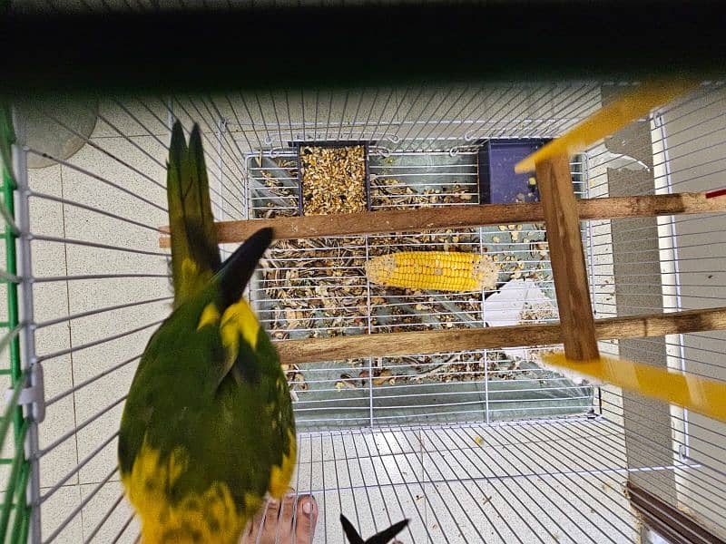 SUN CONURE PAIR WITH DNA 5