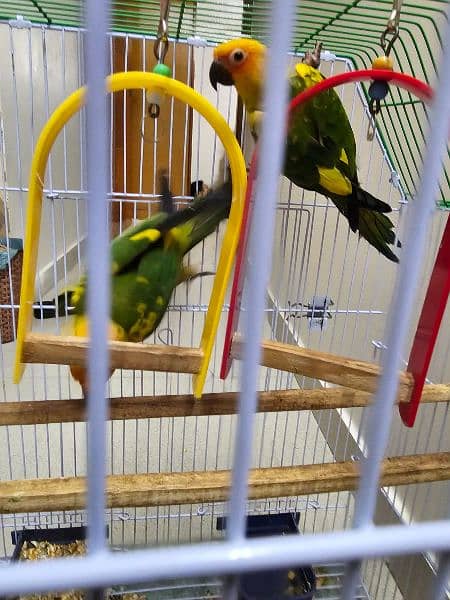 SUN CONURE PAIR WITH DNA 7