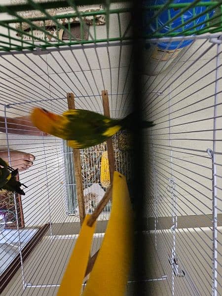 SUN CONURE PAIR WITH DNA 8