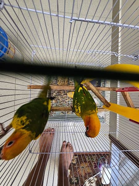 SUN CONURE PAIR WITH DNA 9
