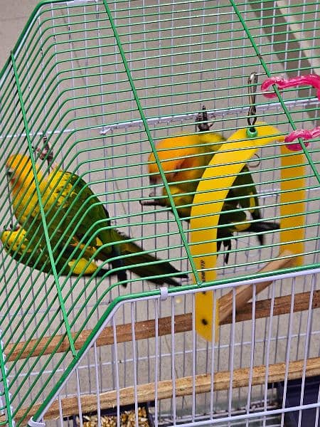 SUN CONURE PAIR WITH DNA 10