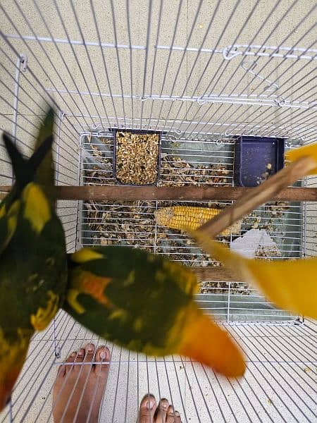 SUN CONURE PAIR WITH DNA 11